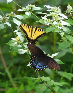Eastern Tiger Swallowtail male and female
